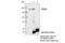 Rho Associated Coiled-Coil Containing Protein Kinase 2 antibody, 9029S, Cell Signaling Technology, Immunoprecipitation image 