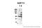 Septin 11 antibody, A12762, Boster Biological Technology, Western Blot image 