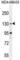 BRD4 Interacting Chromatin Remodeling Complex Associated Protein antibody, abx026153, Abbexa, Western Blot image 