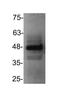 C-X-C Motif Chemokine Receptor 3 antibody, TA336350, Origene, Western Blot image 