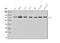 CREB Regulated Transcription Coactivator 1 antibody, A01951-3, Boster Biological Technology, Western Blot image 
