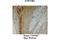 Cytochrome P450 Family 11 Subfamily B Member 1 antibody, NBP1-68883, Novus Biologicals, Immunohistochemistry paraffin image 