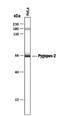 Pygopus Family PHD Finger 2 antibody, MA5-24240, Invitrogen Antibodies, Western Blot image 