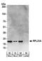 60S ribosomal protein L23a antibody, A303-932A, Bethyl Labs, Western Blot image 