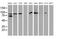 Gephyrin antibody, MA5-25393, Invitrogen Antibodies, Western Blot image 