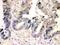 Caspase 7 antibody, LS-C312604, Lifespan Biosciences, Immunohistochemistry paraffin image 