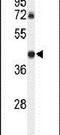 DDX39A antibody, PA5-24332, Invitrogen Antibodies, Western Blot image 