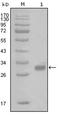 Coagulation Factor II Thrombin Receptor antibody, AM06270SU-N, Origene, Western Blot image 
