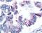 Baculoviral IAP Repeat Containing 5 antibody, MA1-16854, Invitrogen Antibodies, Immunohistochemistry paraffin image 