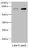 Aspartyl-tRNA synthetase, mitochondrial antibody, LS-C677648, Lifespan Biosciences, Western Blot image 