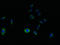 SVOP Like antibody, LS-C371630, Lifespan Biosciences, Immunofluorescence image 