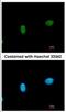 SWI/SNF Related, Matrix Associated, Actin Dependent Regulator Of Chromatin, Subfamily A Like 1 antibody, NBP2-20414, Novus Biologicals, Immunocytochemistry image 