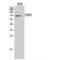 Solute Carrier Family 3 Member 2 antibody, LS-C387690, Lifespan Biosciences, Western Blot image 