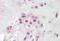 Paraoxonase 2 antibody, NBP1-52005, Novus Biologicals, Immunohistochemistry paraffin image 