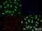 TERF2 Interacting Protein antibody, NB100-56321, Novus Biologicals, Immunofluorescence image 