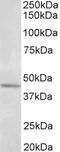 Synaptotagmin 5 antibody, STJ72836, St John