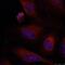JunB Proto-Oncogene, AP-1 Transcription Factor Subunit antibody, A01825, Boster Biological Technology, Immunofluorescence image 