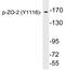 Tight Junction Protein 2 antibody, LS-C291537, Lifespan Biosciences, Western Blot image 