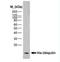 His tag antibody, NB100-64768, Novus Biologicals, Western Blot image 