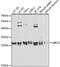 Ubiquitin-conjugating enzyme E2 S antibody, GTX64624, GeneTex, Western Blot image 