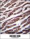 Pseudouridine Synthase 1 antibody, 56-681, ProSci, Immunohistochemistry paraffin image 