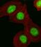 Hmgi antibody, GTX80558, GeneTex, Immunofluorescence image 