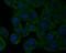  antibody, NBP2-76923, Novus Biologicals, Immunofluorescence image 
