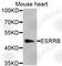 Estrogen Related Receptor Beta antibody, A8416, ABclonal Technology, Western Blot image 