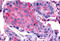 Frizzled Class Receptor 2 antibody, MBS244314, MyBioSource, Immunohistochemistry frozen image 
