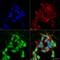 Sodium channel subunit beta-3 antibody, LS-C773675, Lifespan Biosciences, Immunocytochemistry image 