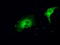 Mitogen-Activated Protein Kinase Kinase 1 antibody, LS-C114767, Lifespan Biosciences, Immunofluorescence image 