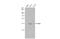 AIF1 antibody, GTX100042, GeneTex, Western Blot image 