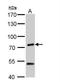 Secretogranin-2 antibody, NBP2-15895, Novus Biologicals, Western Blot image 