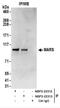 Methionyl-TRNA Synthetase antibody, NBP2-22313, Novus Biologicals, Immunoprecipitation image 