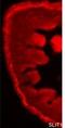 Slit Guidance Ligand 1 antibody, GTX44819, GeneTex, Immunohistochemistry frozen image 