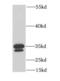 Protein MEMO1 antibody, FNab05122, FineTest, Western Blot image 