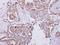 Heat Shock Protein Family E (Hsp10) Member 1 antibody, GTX115575, GeneTex, Immunohistochemistry paraffin image 