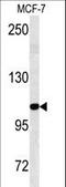 Rubicon Autophagy Regulator antibody, LS-C156742, Lifespan Biosciences, Western Blot image 