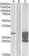 GM2 Ganglioside Activator antibody, LS-C139707, Lifespan Biosciences, Western Blot image 