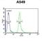 HemK Methyltransferase Family Member 1 antibody, abx026034, Abbexa, Western Blot image 