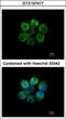 Mst1/Mst2 antibody, GTX107417, GeneTex, Immunocytochemistry image 