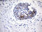 Trefoil Factor 1 antibody, LS-C793879, Lifespan Biosciences, Immunohistochemistry paraffin image 