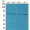 Alpha-Methylacyl-CoA Racemase antibody, LS-C386936, Lifespan Biosciences, Western Blot image 