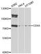 CD44 antibody, LS-C746727, Lifespan Biosciences, Western Blot image 