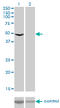 Eukaryotic Translation Elongation Factor 1 Gamma antibody, LS-C197111, Lifespan Biosciences, Western Blot image 