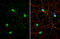 G Protein Subunit Alpha Transducin 2 antibody, GTX134342, GeneTex, Immunofluorescence image 