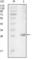 Tyrosine-protein kinase ITK/TSK antibody, abx011026, Abbexa, Western Blot image 