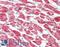 Cytochrome C Oxidase Subunit 4I1 antibody, LS-B10726, Lifespan Biosciences, Immunohistochemistry paraffin image 