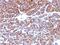 Moesin antibody, MBS439525, MyBioSource, Immunohistochemistry paraffin image 