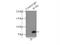 Intraflagellar Transport 81 antibody, 11744-1-AP, Proteintech Group, Immunoprecipitation image 